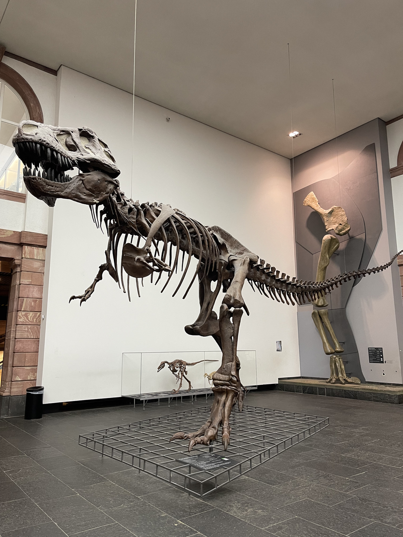 Dinosaur skeleton a the Natural History Museum