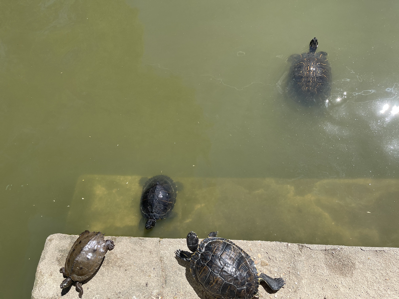 The Turtles in the Pond